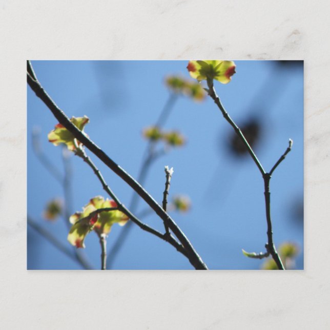Tree Blossom Postcard Postkarte (Vorderseite)