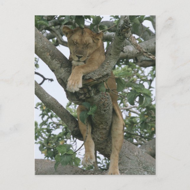 Tree climbing lioness (Panthera leo), Queen Postkarte (Vorderseite)