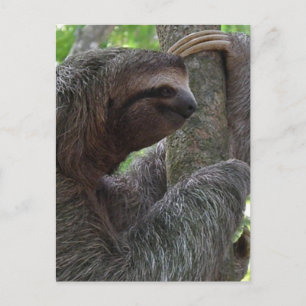 Tree Climbing Sloth Postcard Postkarte