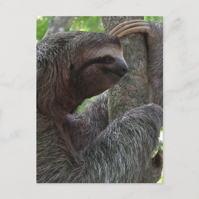 Tree Climbing Sloth Postcard Postkarte (Vorderseite)