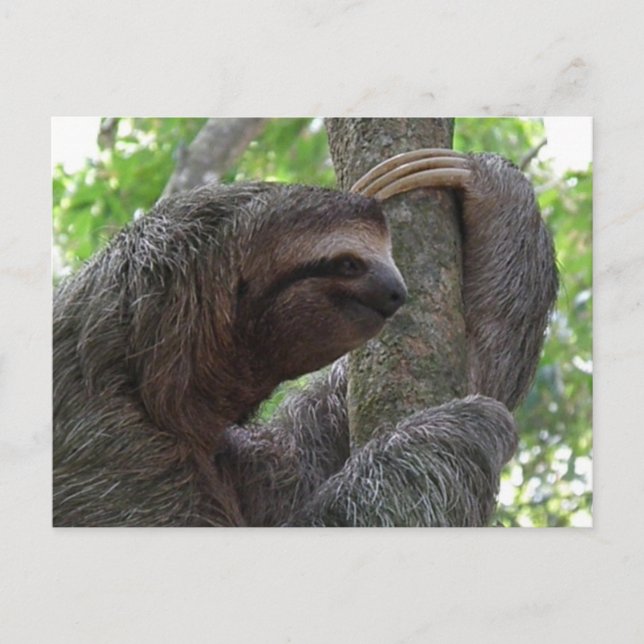 Tree Climbing Sloth Postcard Postkarte (Vorderseite)