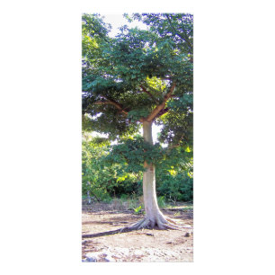 Tree der Rack-Karten der Weisheit Werbekarte