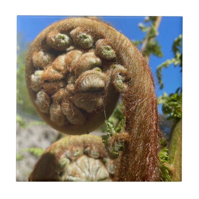 Tree Fern Frond Fliese (Vorderseite)