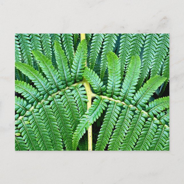 Tree Fern Frond Postkarte (Vorderseite)