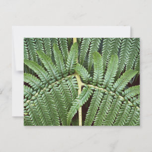 Tree Fern Frond Postkarte
