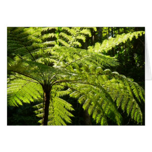 Tree Fern im Regenwald