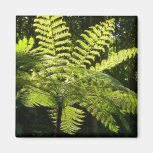 Tree Fern im Regenwald Magnet