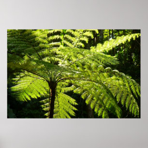 Tree Fern im Regenwald Poster