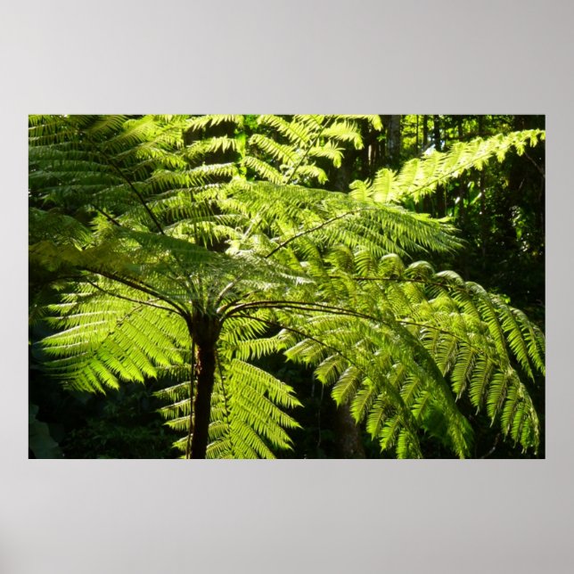 Tree Fern im Regenwald Poster (Vorne)