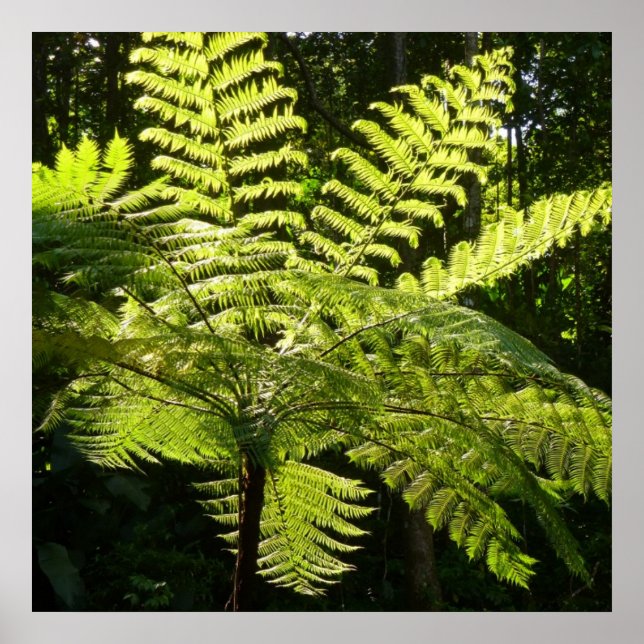 Tree Fern im Regenwald Poster (Vorne)