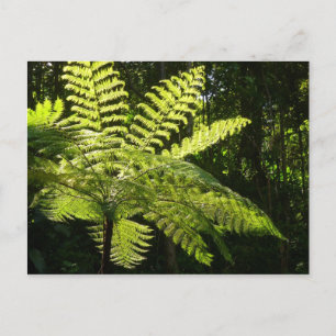 Tree Fern im Regenwald Postkarte