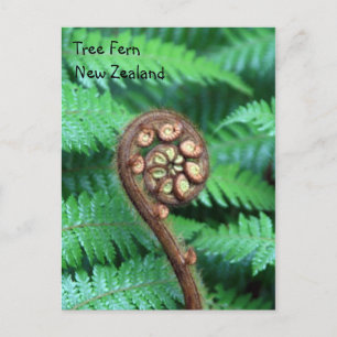 Tree Fern Neuseeland Postkarte