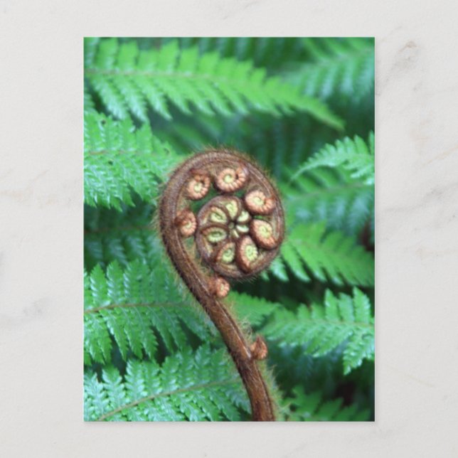 Tree Fern Postkarte (Vorderseite)