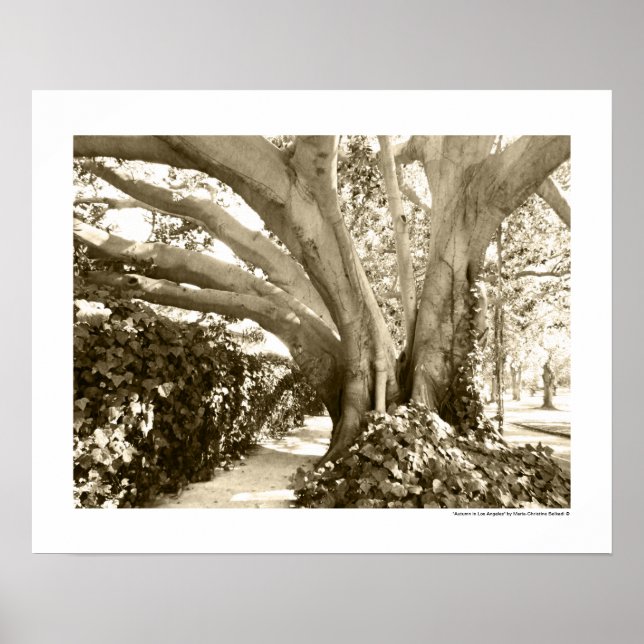 Tree Fine Art Foto Schwarz-weiß Sepia Los Angeles Poster (Vorne)