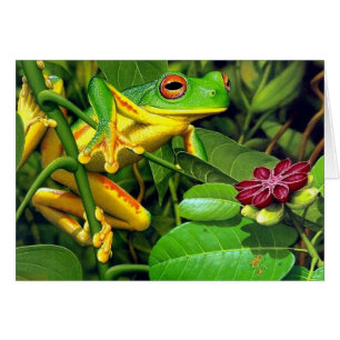 Tree Frog