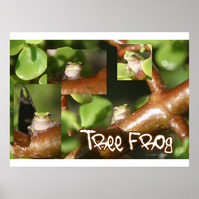 Tree Frog Collage, gleicher Frosch, verschiedene P Poster (Vorne)