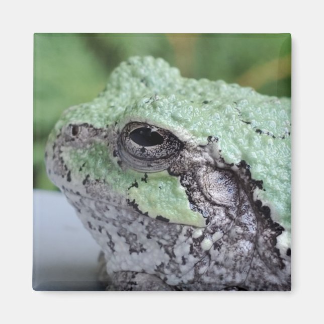 Tree Frog Magnet (Vorne)