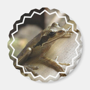 Tree Frog Magnet