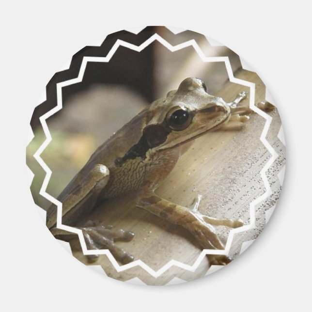 Tree Frog Magnet (Vorne)
