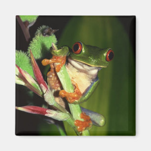 Tree Frog-Magnet Magnet