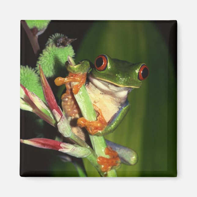 Tree Frog-Magnet Magnet (Vorne)