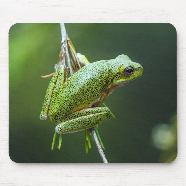 Tree Frog Mousepad (Vorne)