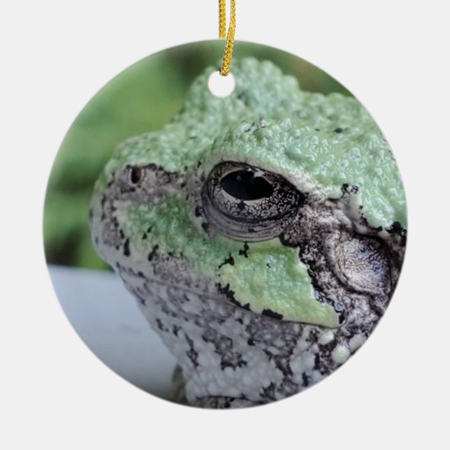 Tree Frog Ornament (Vorne)