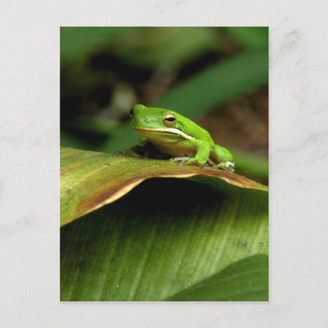 Tree Frog Postcard Postkarte (Vorderseite)