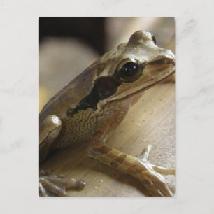 Tree Frog Postcard Postkarte