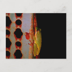 Tree Frog Postcard Postkarte