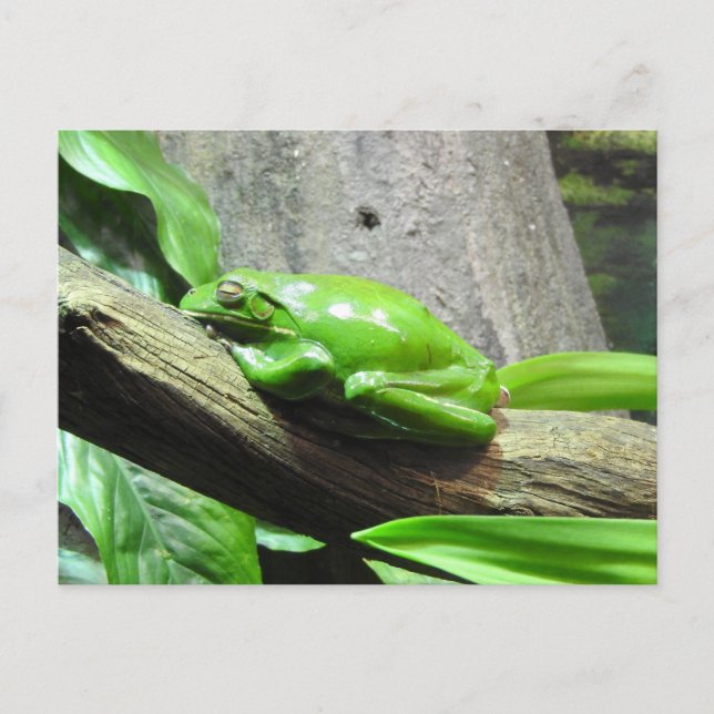 Tree Frog Postcard Postkarte (Vorderseite)