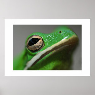 Tree Frog Poster