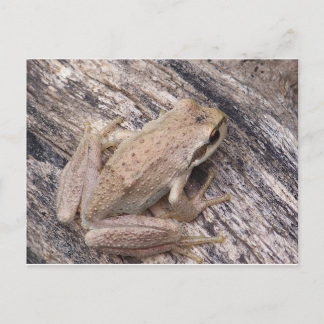 Tree Frog Postkarte (Vorderseite)