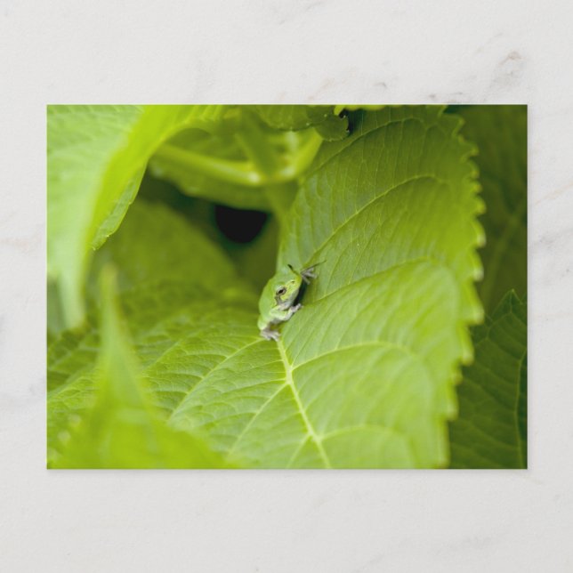 Tree Frog Postkarte (Vorderseite)