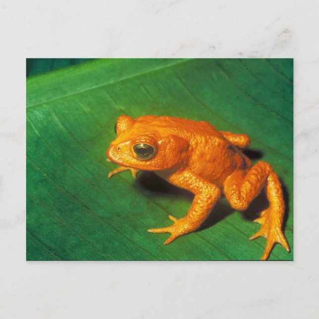 Tree Frog Postkarte (Vorderseite)