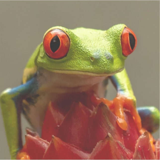 Tree Frog with Red Eyes in Costa Rica Aufkleber (Vorderseite)