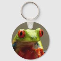 Tree Frog with Red Eyes in Costa Rica