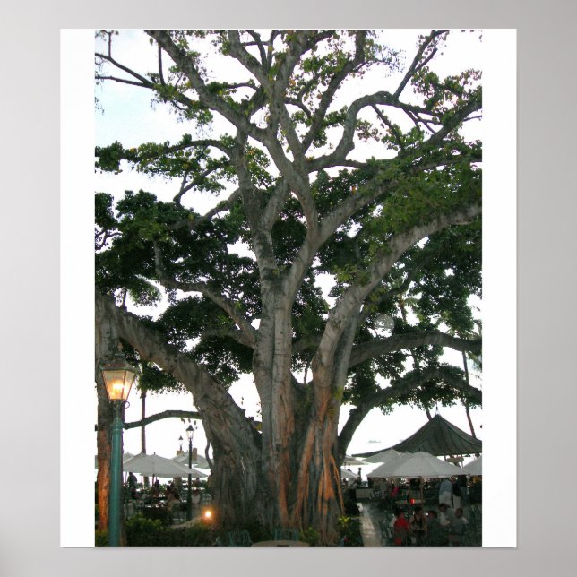 Tree Honolulu, Strand von Hawaii Waikiki Poster (Vorne)