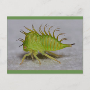 Tree hopper nymph postkarte