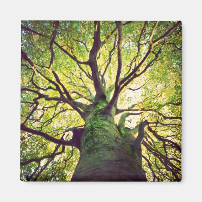 Tree Hugging Magnet (Vorne)