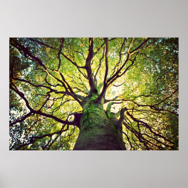 Tree Hugging Poster (Vorne)