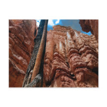 Tree-in-a-tree Navajo Loop am Bryce Canyon