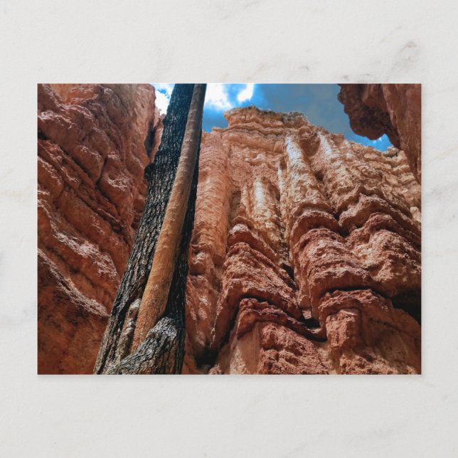 Tree-in-a-tree Navajo Loop am Bryce Canyon Postkarte (Vorderseite)