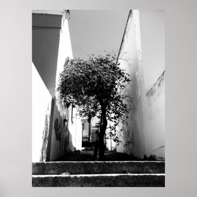 "Tree in Cape Town" JTG Art Poster (Vorne)