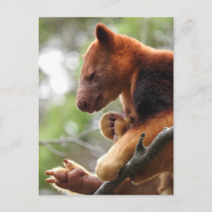 Tree Kangaroo Postcard Postkarte