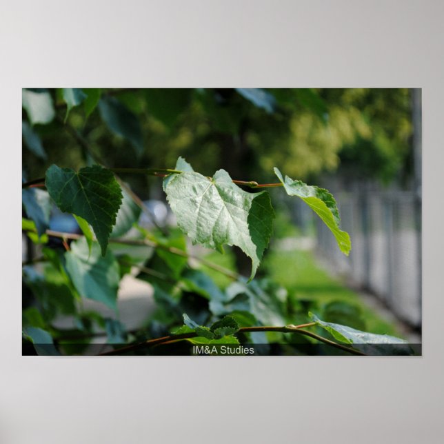 Tree Leaf Poster (Vorne)