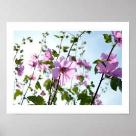 Tree Mallow Blooms in Summer Poster