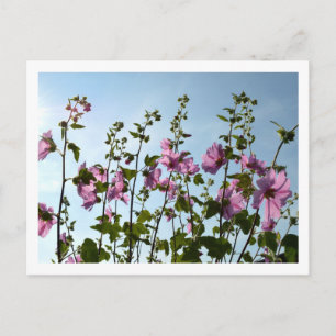 Tree Mallow Blooms Postkarte
