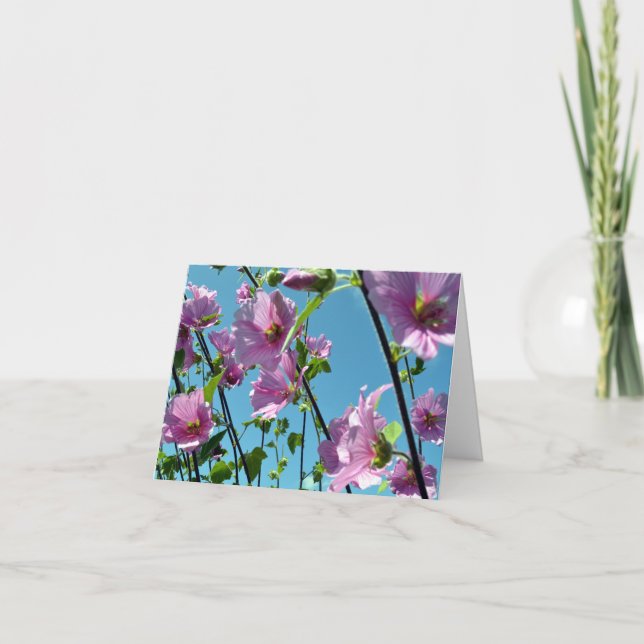 Tree Mallow (Lavatera arborea) Karte (Vorderseite)