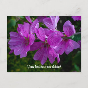 Tree Mallow Postcard Postkarte